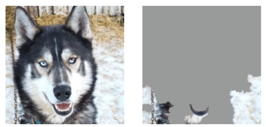 a husky on the left is confused with a wolf because the pixels on the right