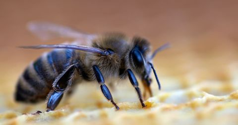 Detect learning bias in AI models